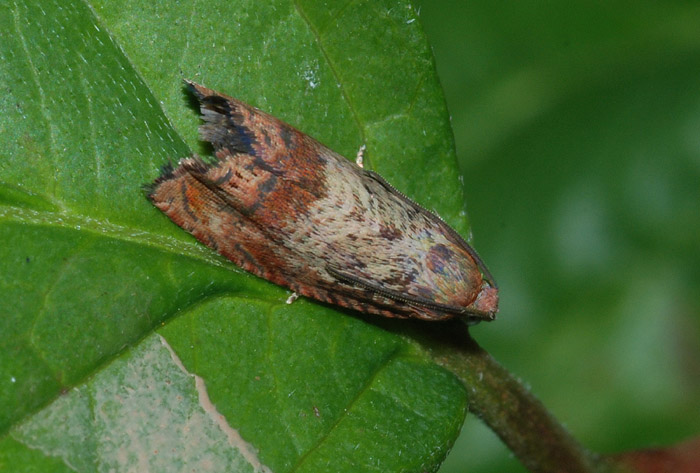 Tortricidae da confermare